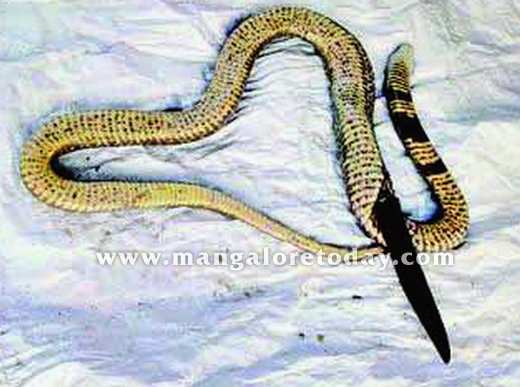 Cobra dies after swallowing  knife at poultry farm!